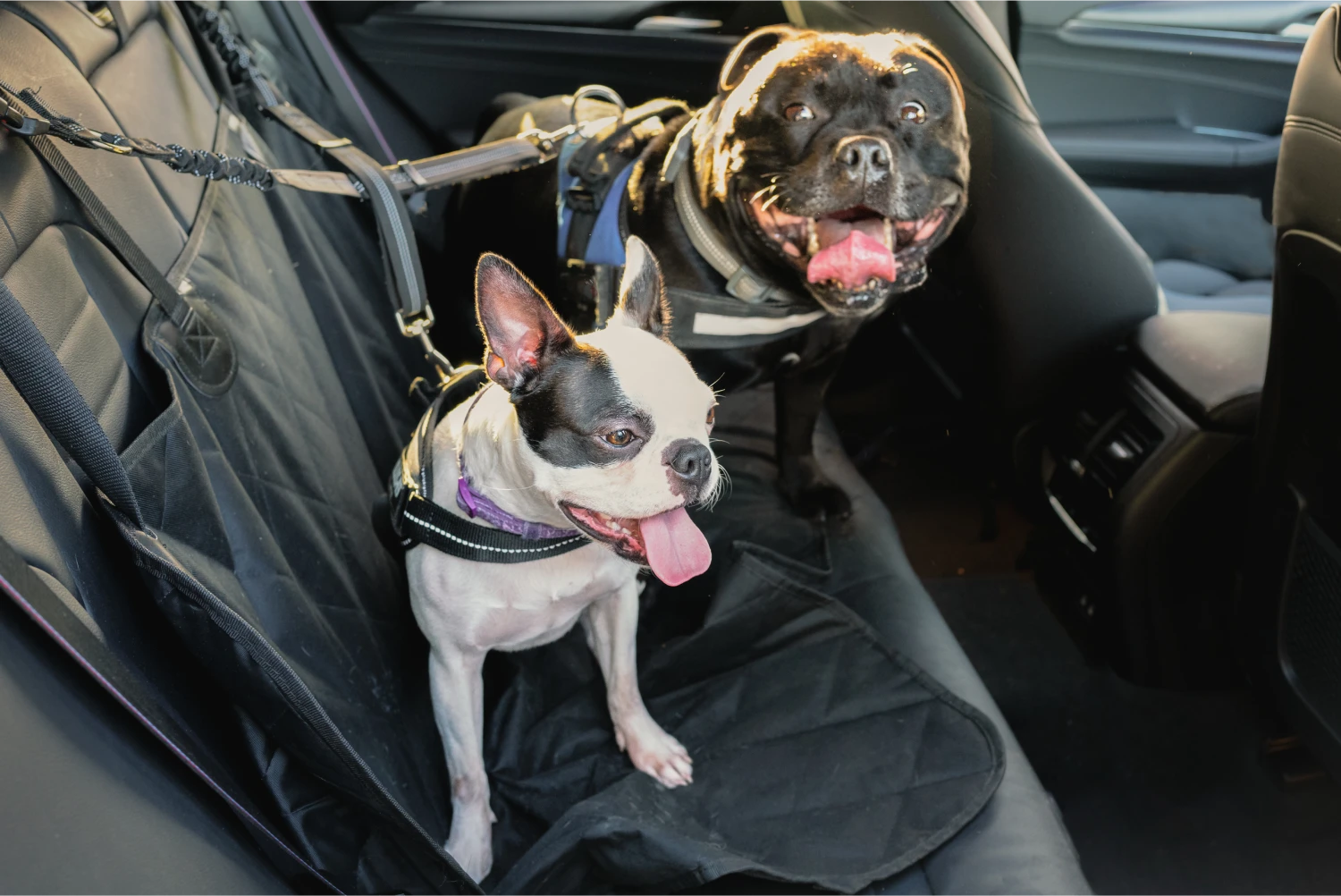 Toyota Prius Dog Safety Belt for Cane Corso