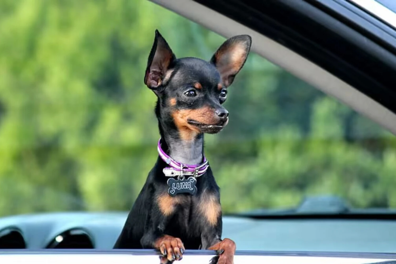 Audi Q5 Dog Carrier Car Seat for Miniature Pinscher