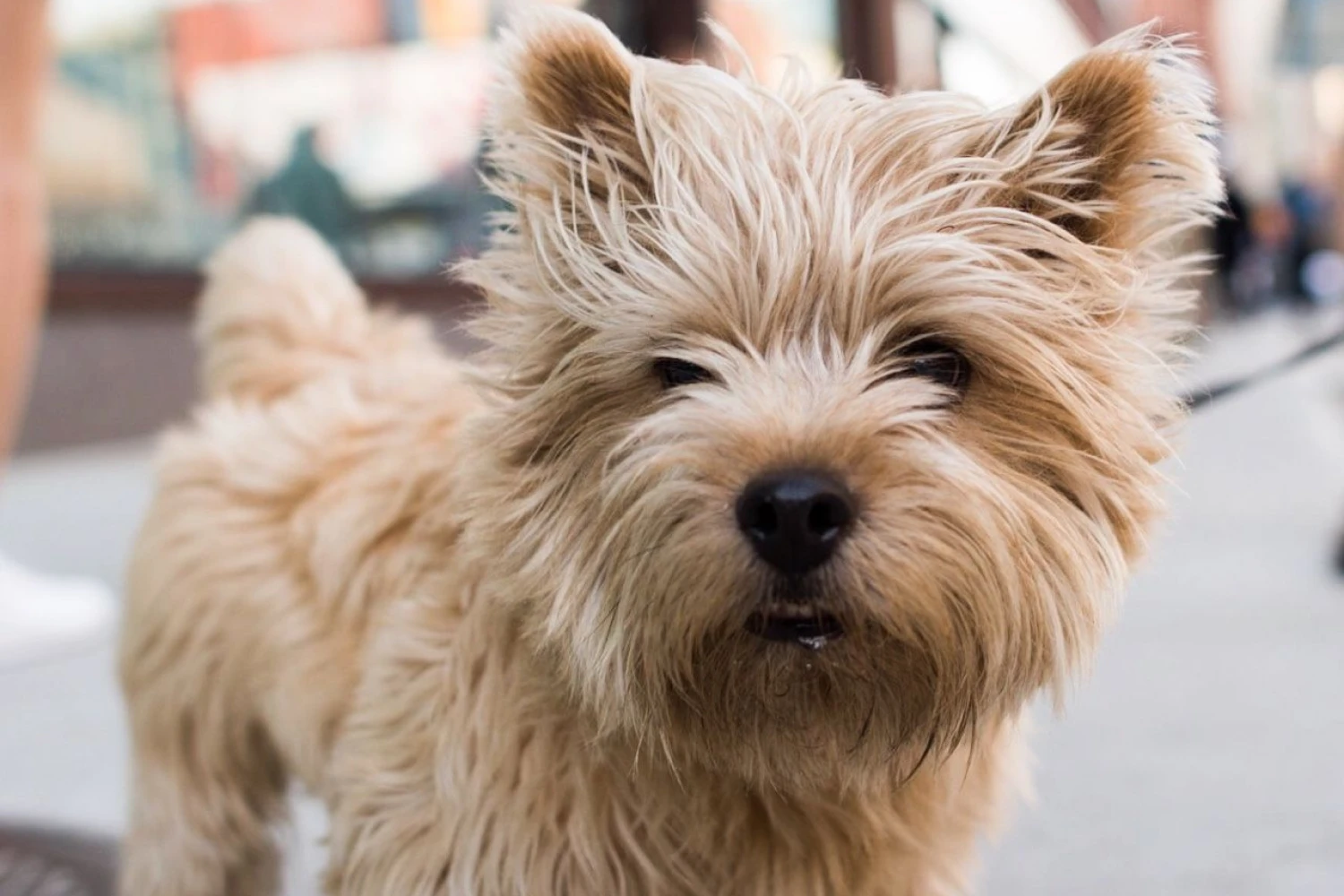 Dog Carrier Purse for Norwich Terrier